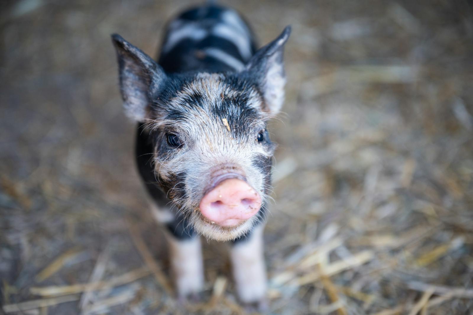 A piglet on the farm