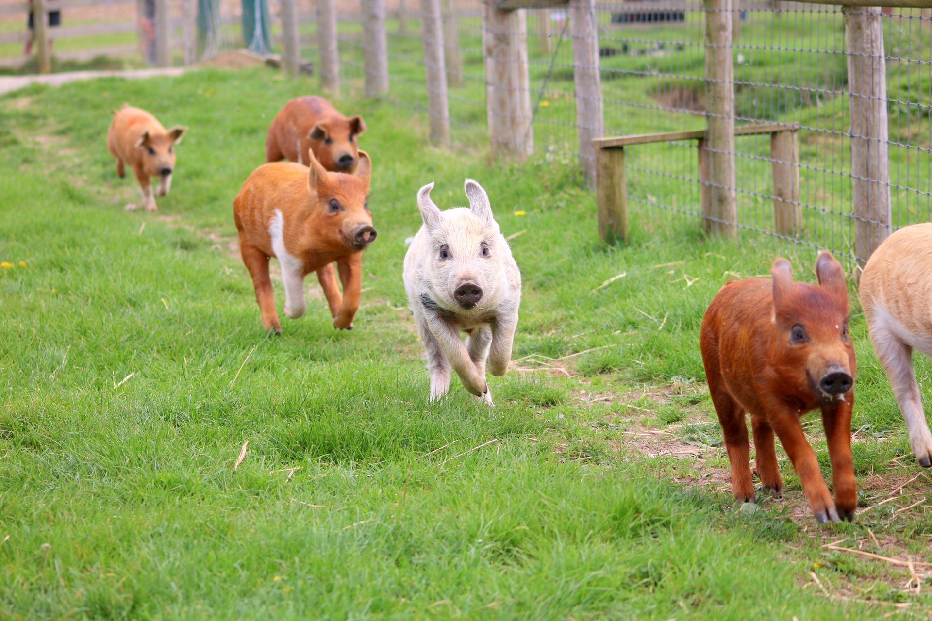 Healthy pigs on a farm